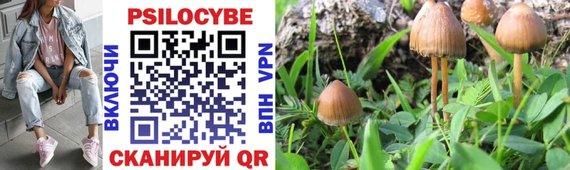 Купить где  Бологое  Галлюциногенные грибы MAGIC MUSHROOMS 